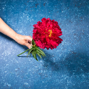 Woman hand holding one red peony on blue textured backdrop in modern trendy style with shadows.