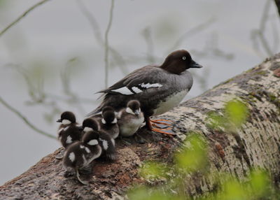 Bird perching on a rock