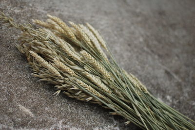 High angle view of wheat growing on table