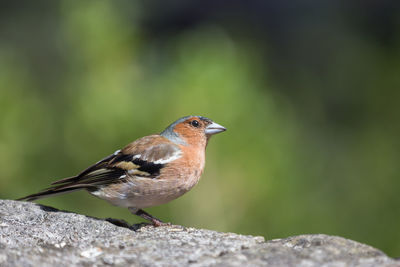 Close-up of bird perching on rock