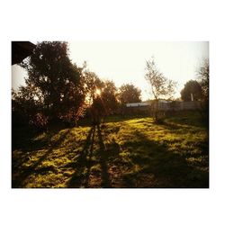 Scenic view of grassy field against sky at sunset