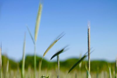 Cereal plants growing on field against clear sky