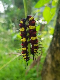 Close-up of insect on plant