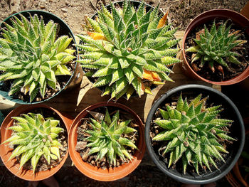 High angle view of potted plants