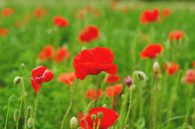 Close-up of red poppy flowers on field