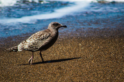 Seagull perching on a sand