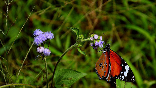 Close-up of butterfly on flower