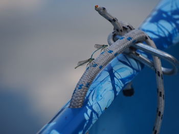 High angle view of dragonflies on boat