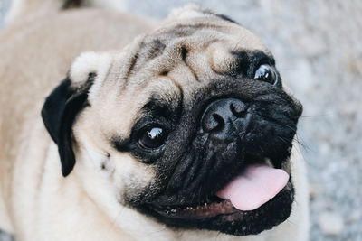 Close-up portrait of a dog