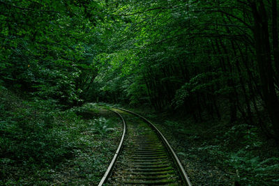 Waiting for a train in brandenburg on the tracks disappearing into the forest 