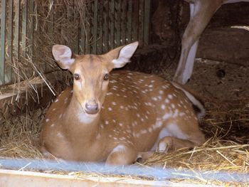 Portrait of deer lying on field