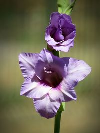 Close-up of purple flowers blooming outdoors