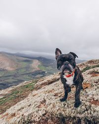 Portrait of dog on mountain against sky