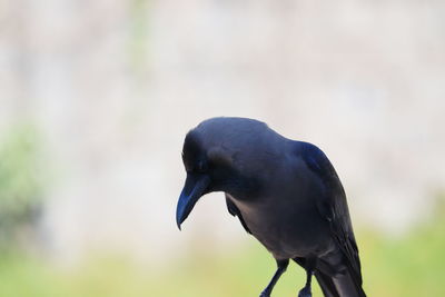 Close-up of a bird