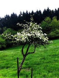 View of flowering trees on field