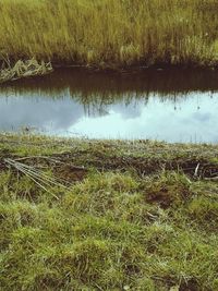 grass