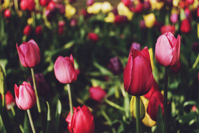 Colorful tulips in the flower garden. flowers multicolored tulips flowering on public park