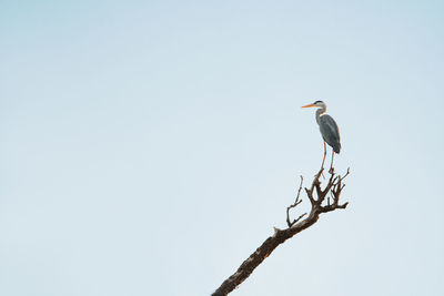 Great white egret on a branch