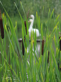 Close-up of grass by lake