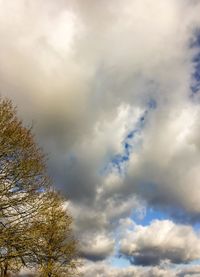 Low angle view of tree against sky