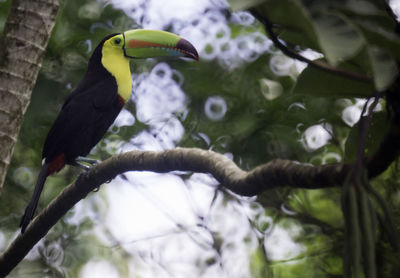 Low angle view of bird perching on tree