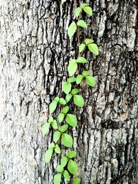 Close-up of tree trunk