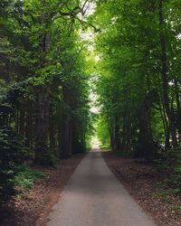 View of trees in forest