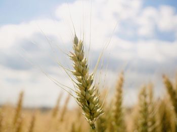 Close-up of wheat growing on field against sky