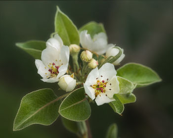 Close-up of white flowering plant