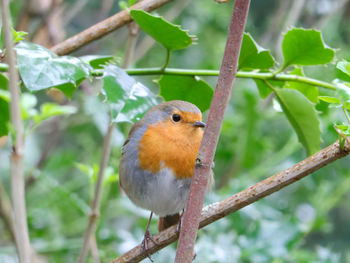 Close-up of bird perching on branch