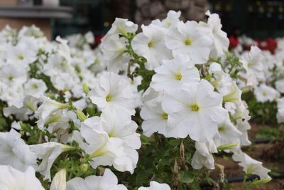 Close-up of white flowers blooming outdoors