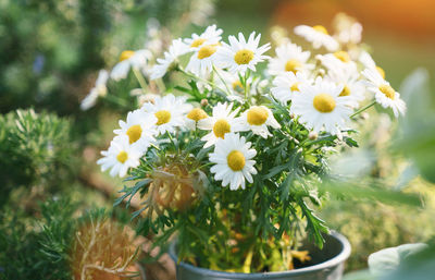 Close-up of white daisy flowers blooming outdoors