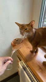 Cropped image of hand holding ice cream