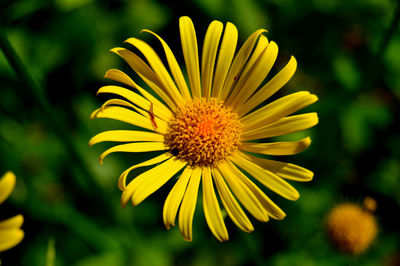 Close-up of yellow flower blooming outdoors