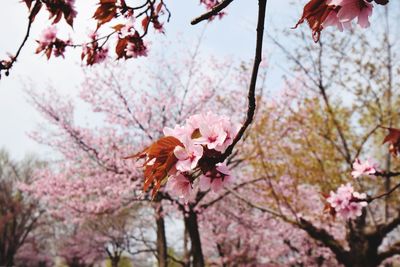 Low angle view of cherry blossoms in spring