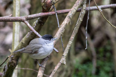 Close-up of bird perching on branch