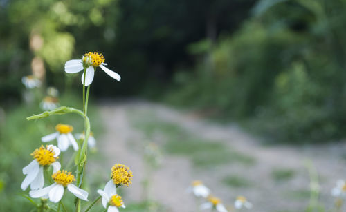 Close-up of white flowering plant on field