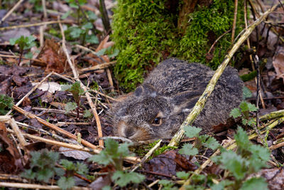 High angle view of snake on field