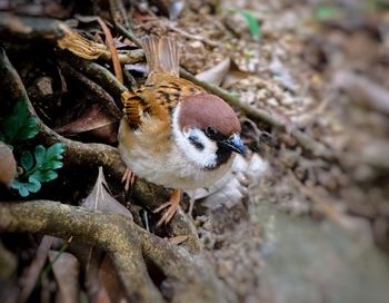 High angle view of bird perching on a field