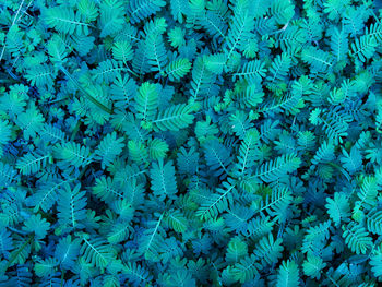 Full frame shot of plants