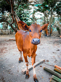 Portrait of cow