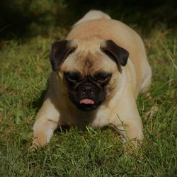 Portrait of puppy on field