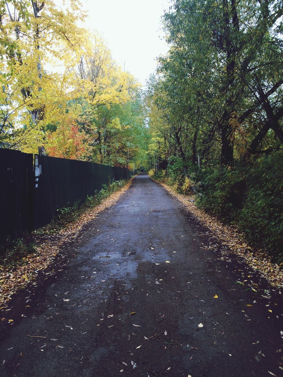 the way forward, tree, diminishing perspective, vanishing point, tranquility, autumn, nature, growth, tranquil scene, change, forest, beauty in nature, road, treelined, day, transportation, footpath, scenics, outdoors, no people