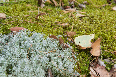 Close-up of plants growing in park