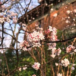 Close-up of cherry blossoms in spring