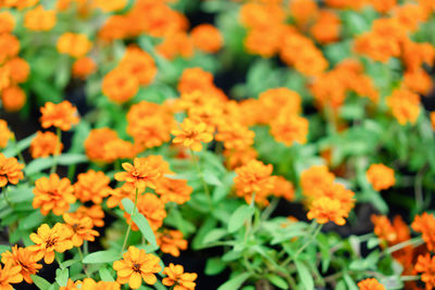 Close-up of orange flowers