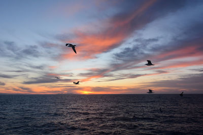 Silhouette bird flying over sea against sky during sunset