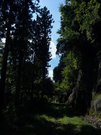 Trees in forest against sky