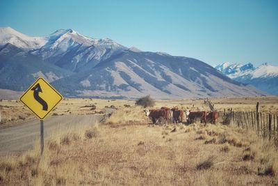 View of animals on field against mountain range