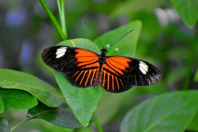 Butterfly on leaf